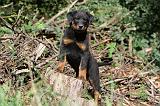 BEAUCERON - PUPPIES 158